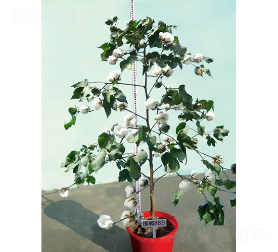 ����885-�޻��N��-�y�d�N�I(y��)