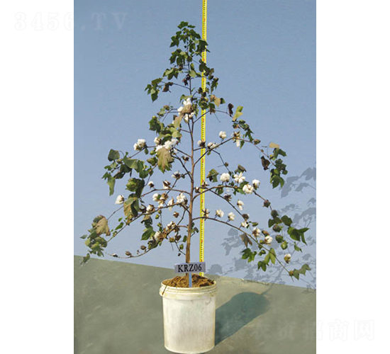 KRZ06-�޻��N��-�y�d�N�I(y��)