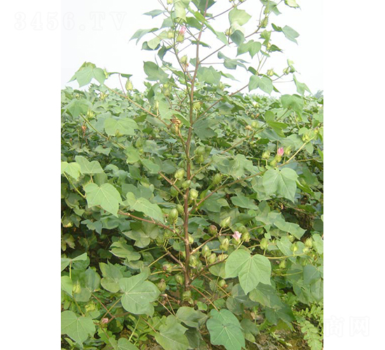 �y�d��5̖(h��o)-�޻��N��-�y�d�N�I(y��)