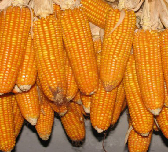 �t����̖-���׷N��-���S�N�I(y��)