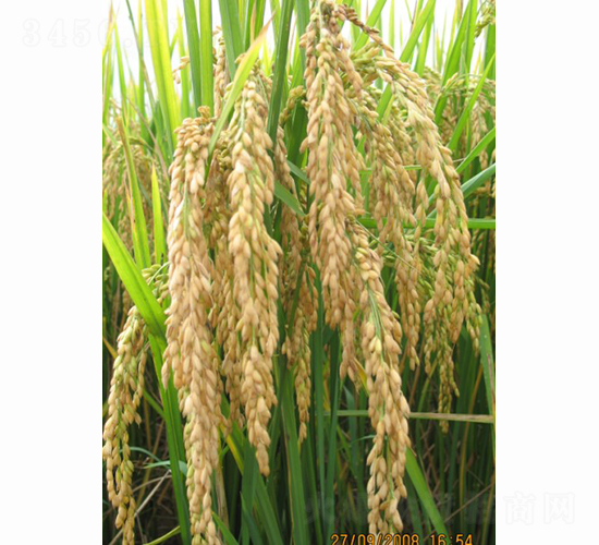 �პ(y��u)34-ˮ���N��-���S�N�I(y��)