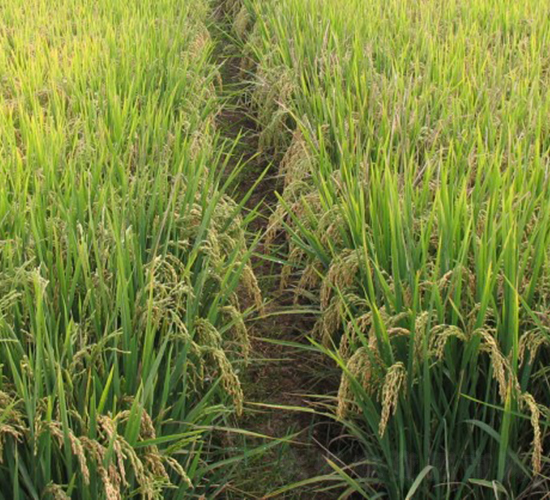 �პ(y��u)35-ˮ���N��-���S�N�I(y��)