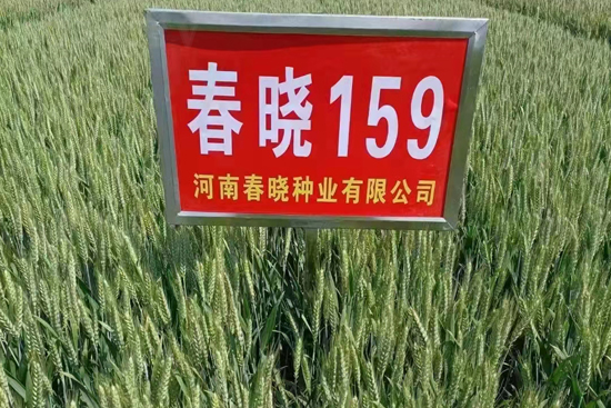 ����159-С���N��-���ԷN�I(y��)