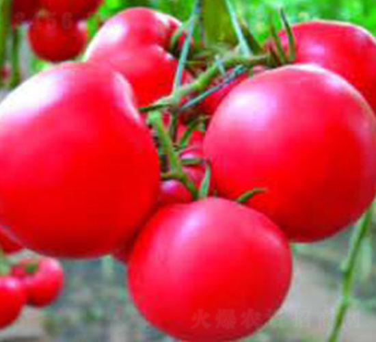 �ɴ�230-���ѷN��-�Ɲ��N�I(y��)