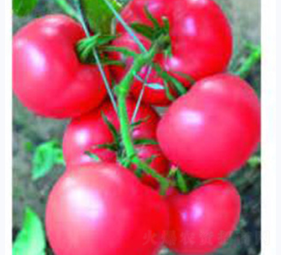 �ɴ�203-���ѷN��-�Ɲ��N�I(y��)