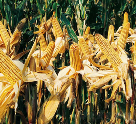 ������L333-���׷N��-�A��¡�N�I(y��)