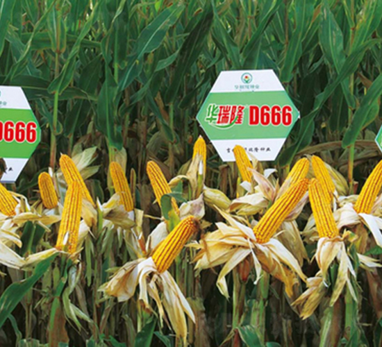 D666-���׷N��-�A��¡�N�I(y��)