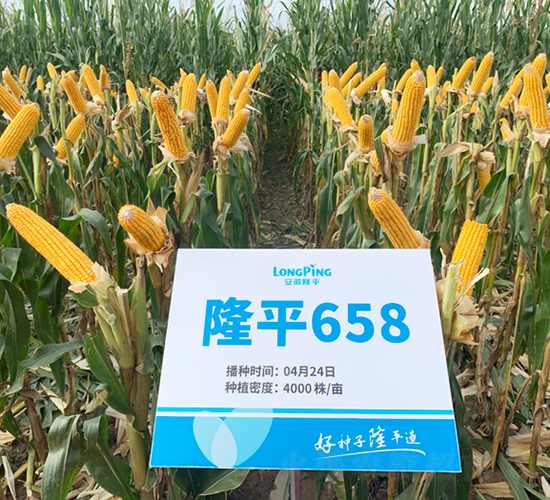 ¡ƽ658-���׷N��-���߷N�I(y��)