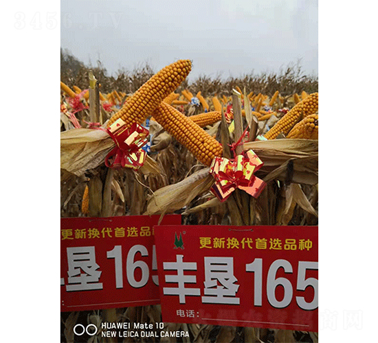 �S��165-���׷N��-��D�N�I(y��)