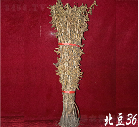 ����36-�󶹷N��-��D�N�I(y��)