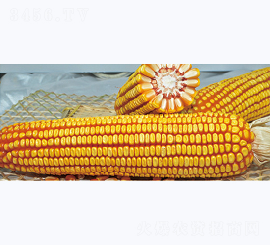 ����89-���׷N��-�����N�I(y��)