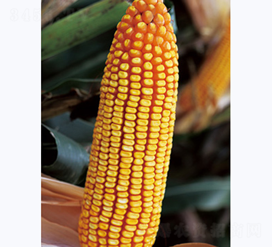 �|��577-���׷N��-�����N�I(y��)