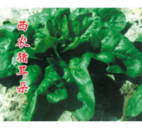 ���r(n��ng)�i����-���˷N��-�ؼt�N�I(y��)