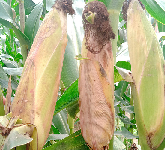 ���S3̖(h��o)-���׷N��-���ɷN�I(y��)