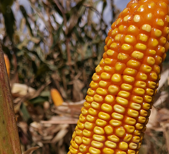 ��T��3̖(h��o)-���׷N��-���ɷN�I(y��)