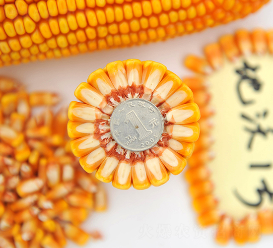 ����1̖-���׷N��-���ɷN�I(y��)