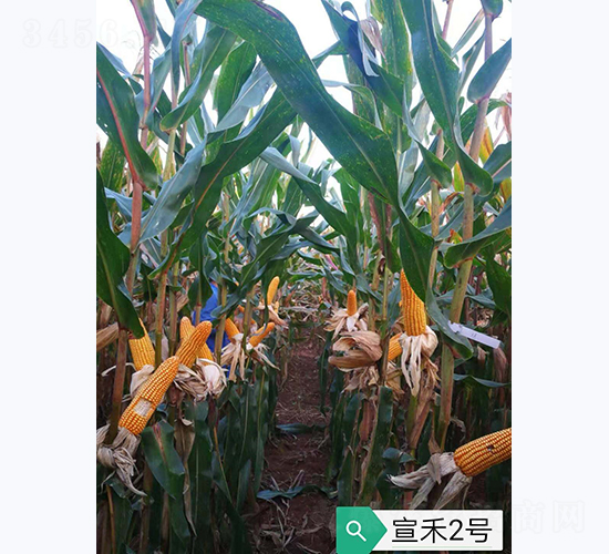 ����2̖(h��o)-���׷N��-���S�N�I(y��)