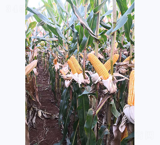 ����8̖-���׷N��-���S�N�I(y��)