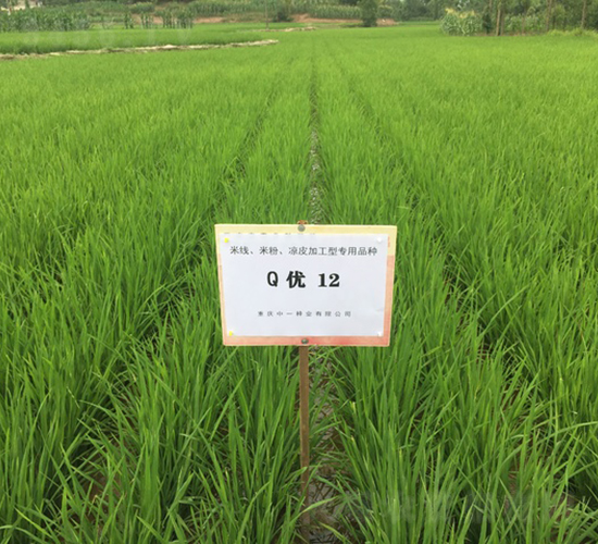 Q��(y��u)12-�׷ۼӹ���-��һ�N�I(y��)