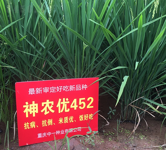 ���r(n��ng)��(y��u)452-ˮ���N��-��һ�N�I(y��)