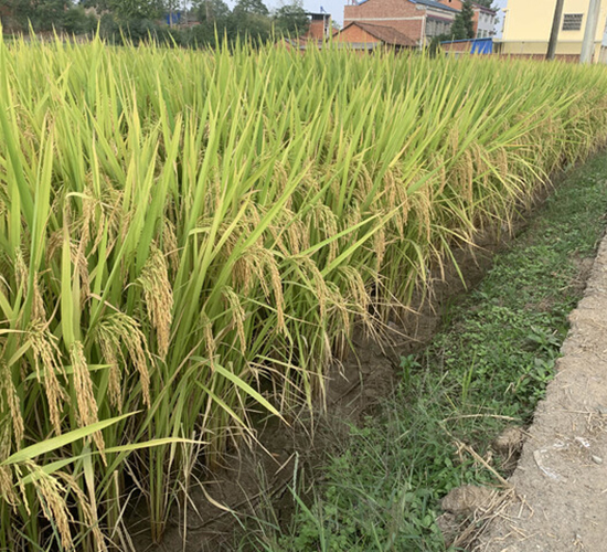 ���r(n��ng)��(y��u)446-�pһ��(j��)��(y��u)�|(zh��)��-��һ�N�I(y��)