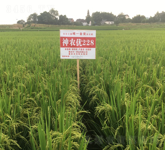 ���r(n��ng)��(y��u)228-ˮ���N��-��һ�N�I(y��)