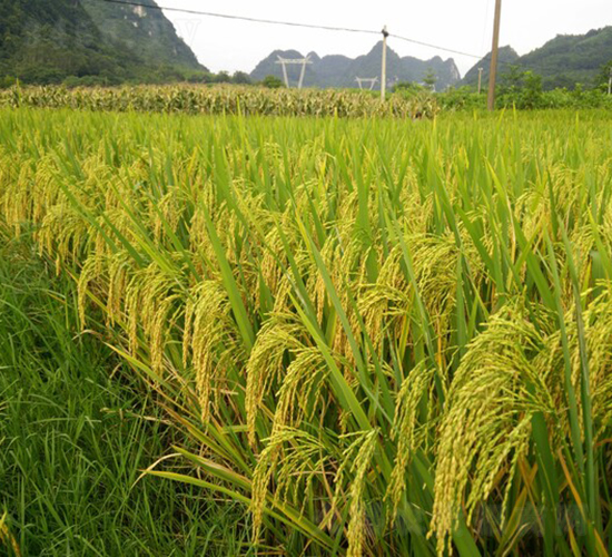 ��9��(y��u)52-ˮ���N��-��һ�N�I(y��)