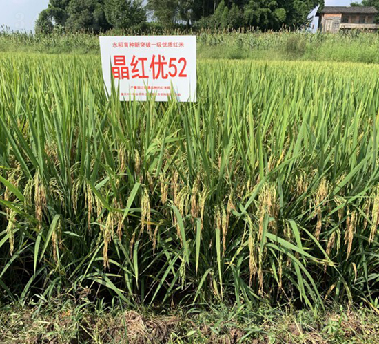 ���t��(y��u)52-��һ�ӵļt��-��һ�N�I(y��)