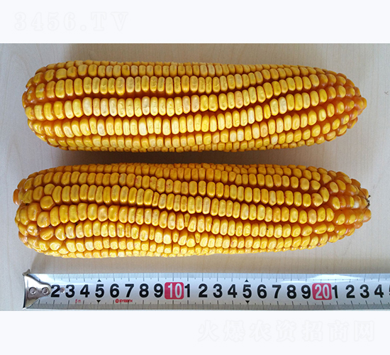 �Ǻ�618-���׷N��-�Ǻ��N�I(y��)