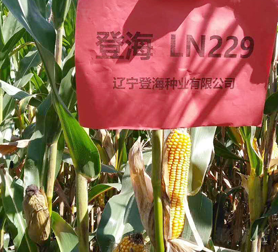 �Ǻ�229-���׷N��-�Ǻ��N�I(y��)