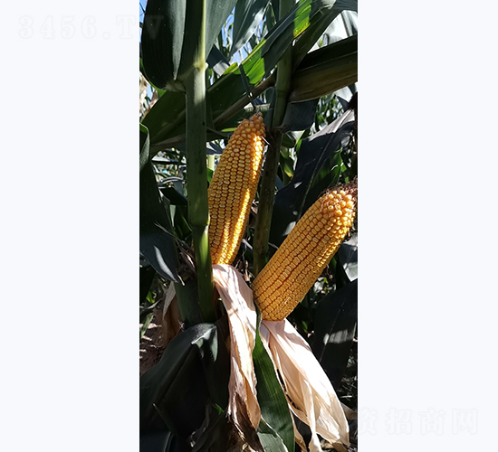 �Ǻ�LN575-���׷N��-�Ǻ��N�I(y��)