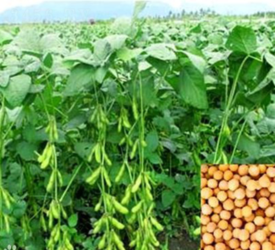 �ඹһ̖(h��o)-�󶹷N��-��طN�I(y��)