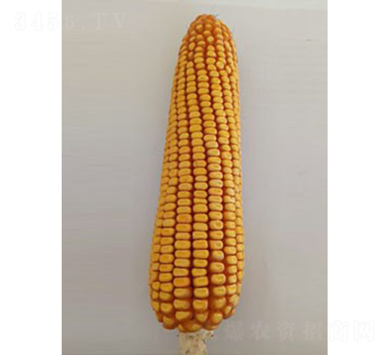 ��ɽ30-���׷N��-��̷N�I(y��)