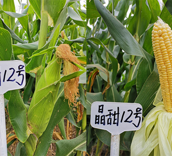 ����12̖-���׷N��-���P�N�I(y��)