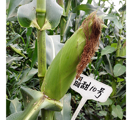 ����10̖-���׷N��-���P�N�I(y��)