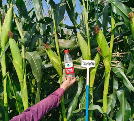 ������Ŵ-���׷N��-��(r��n)�P(y��ng)�N�I(y��)