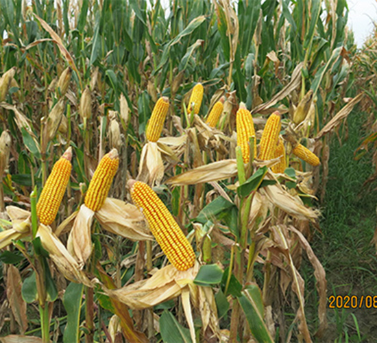 ����9485-���׷N��-���P(y��ng)�N�I(y��)