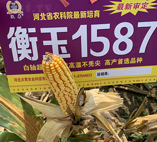 ����1587-���׷N��-���P(y��ng)�N�I(y��)