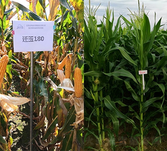 �w��180-���׷N��-���P(y��ng)�N�I(y��)