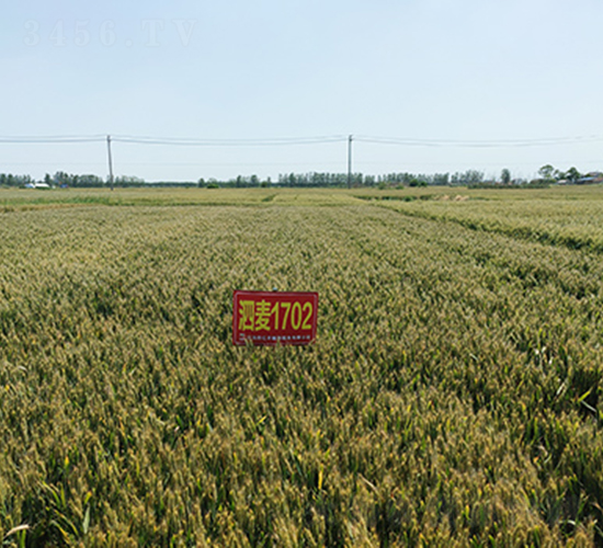 ����1702-С���N��-���P(y��ng)�N�I(y��)