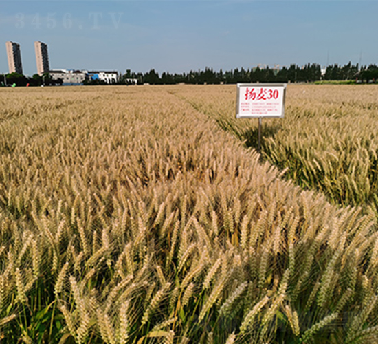 �P��30-С���N��-���P�N�I(y��)