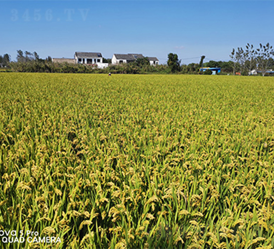 �L�r(n��ng)��1̖-ˮ���N��-���P�N�I(y��)