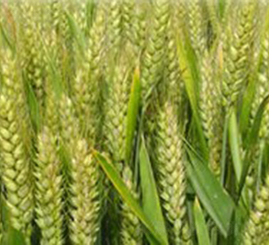 ԥ��63-С���N��-�󾩾ŷN�I(y��)