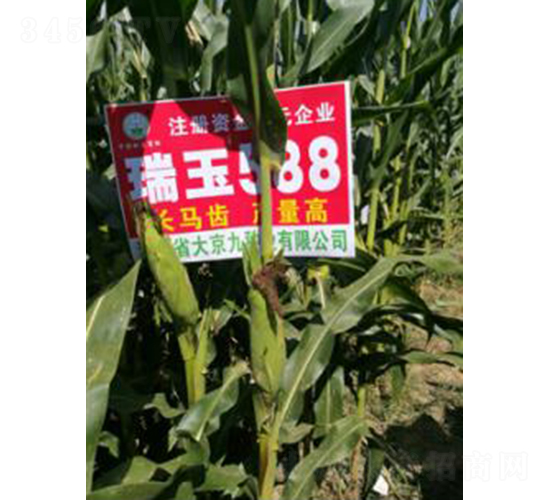 ����588-���׷N��-�󾩾ŷN�I(y��)