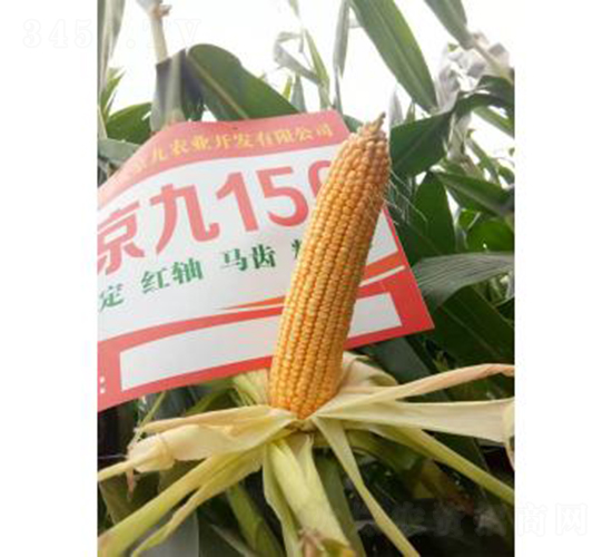 �󾩾�156-���׷N��-�󾩾ŷN�I(y��)