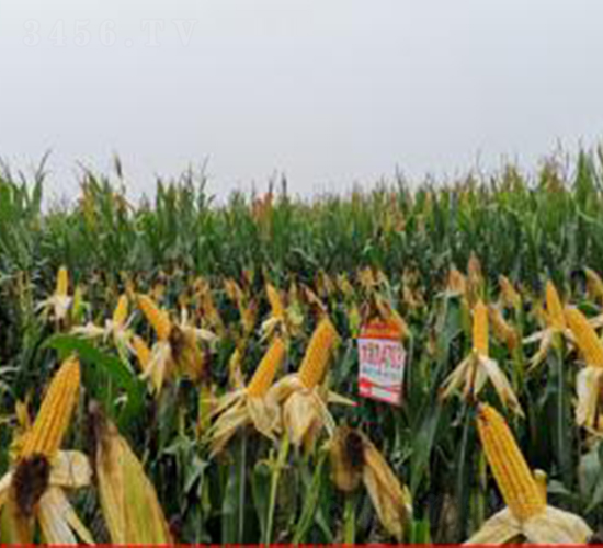 �󾩾�4703-���׷N��-�󾩾ŷN�I(y��)