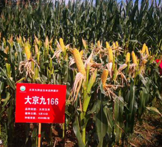 �󾩾�166-���׷N��-�󾩾ŷN�I(y��)