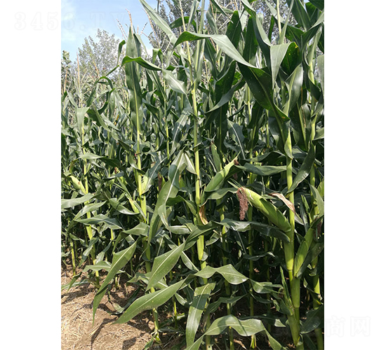 �󾩾�12-���׷N��-�󾩾ŷN�I(y��)