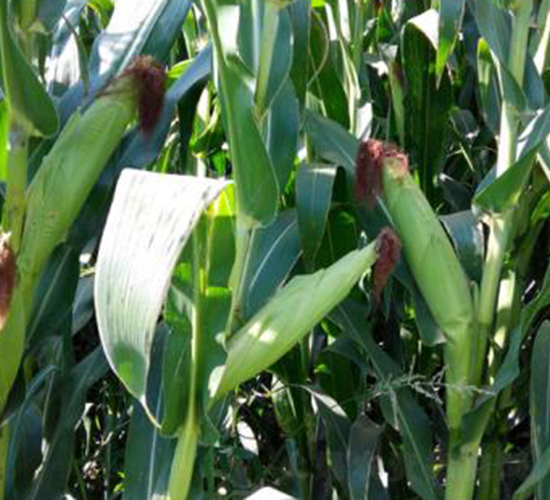 �󾩾����A3876-���׷N��-�󾩾ŷN�I(y��)