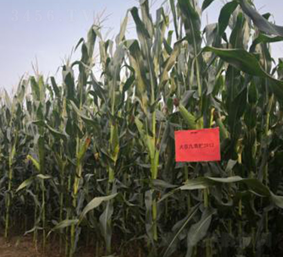 �󾩾����A3912-���׷N��-�󾩾ŷN�I(y��)